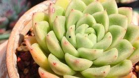 多肉在线视频,跟随在线视频轻松入门