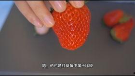 草莓一百在线视频