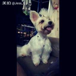 马匹窝手机在线视频,揭秘马术运动的魅力与技巧